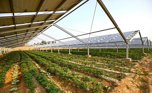 Installation agrivoltaïque combinant production agricole et panneaux solaires surélevés dans un champ cultivé